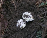 Amanita aprica image