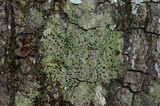 Bacidia schweinitzii image