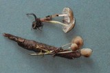 Mycena vulgaris image