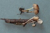 Mycena vulgaris image