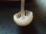 Mycena vulgaris image