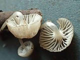 Mycena vulgaris image