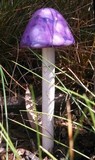 Cortinarius iodeoides image