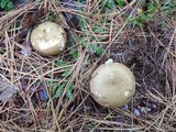 Russula clavipes image