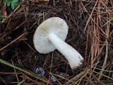 Russula clavipes image