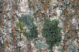 Bacidia schweinitzii image