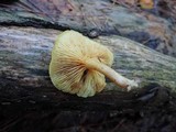 Gymnopilus penetrans image
