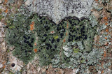 Bacidia schweinitzii image
