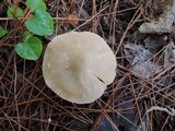 Entoloma rhodopolium image