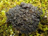Collema auriforme image