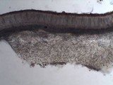 Collema auriforme image