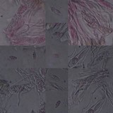 Collema auriforme image