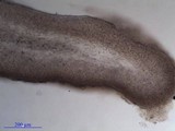 Collema auriforme image