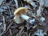 Cortinarius polymorphus image