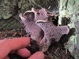 Sarcodon fuscoindicus image