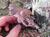 Sarcodon fuscoindicus image