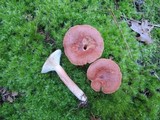 Lactarius rufus image