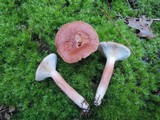Lactarius rufus image