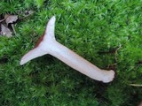 Lactarius rufus image