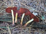 Cortinarius semisanguineus image
