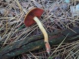 Cortinarius semisanguineus image