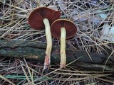Cortinarius semisanguineus image