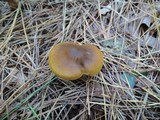 Cortinarius semisanguineus image