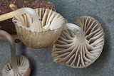 Mycena vulgaris image