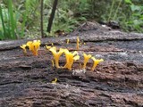Dacryopinax spathularia image