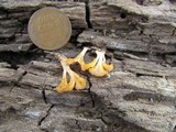 Dacryopinax spathularia image