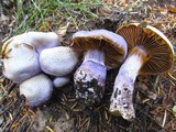 Cortinarius traganus image