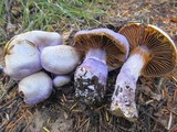 Cortinarius traganus image