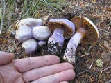 Cortinarius traganus image