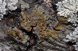 Caloplaca cerina image