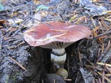 Gomphidius subroseus image