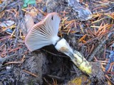 Gomphidius subroseus image