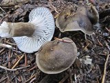 Hygrophorus camarophyllus image