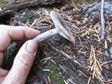 Lactarius pseudomucidus image