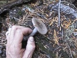 Lactarius pseudomucidus image