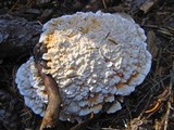 Hydnellum aurantiacum image