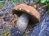Leccinum insigne image