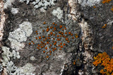 Caloplaca cerina image