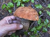 Leccinum insigne image