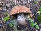 Leccinum insigne image