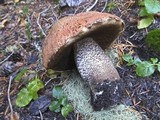 Leccinum insigne image