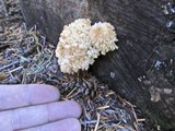 Hericium abietis image