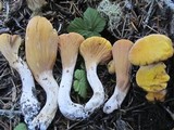 Clavariadelphus truncatus image