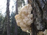 Hericium abietis image