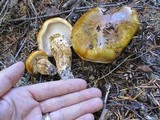 Tricholoma focale image