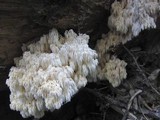 Hericium abietis image